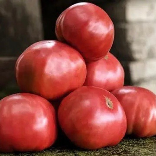 طماطم رافع الرهن - Mortgage Lifter Tomato