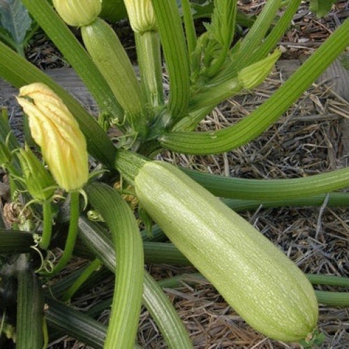 كوسه الشرق الأوسط كلاريمور - Middle Eastern Zucchini Clarimore