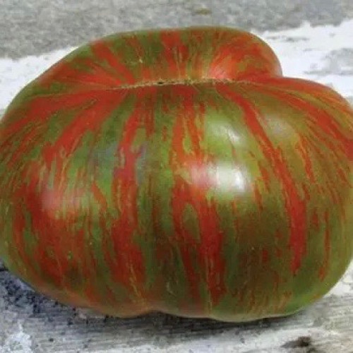 طماطم كبيرة مخططة - Large Barred Boar Tomato