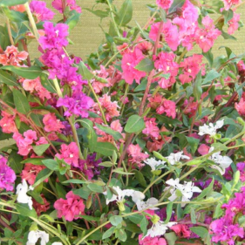 مكس كلاركيا جبل جارلاند - Mountain Garland Clarkia