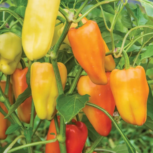 فلفل غجري حلو - Gypsy Sweet Pepper