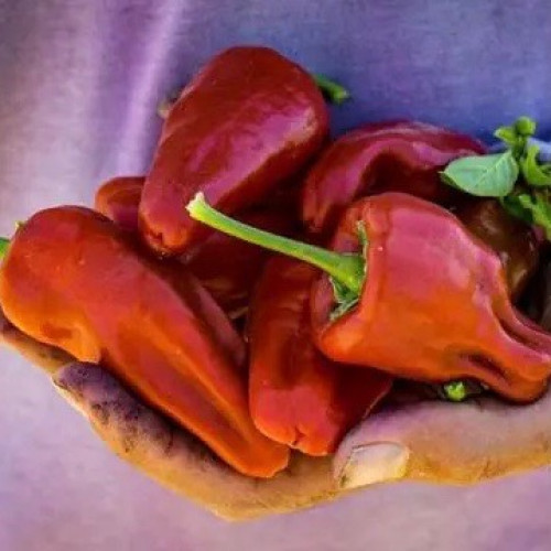 فلفل ليشاور البابريكا الحار - Leutschauer Paprika Hot Pepper