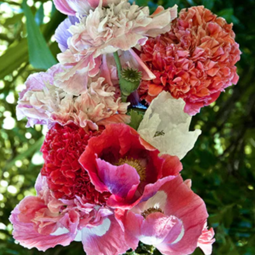 ديدحان مكشكش فرنسي - French Flounce Poppies