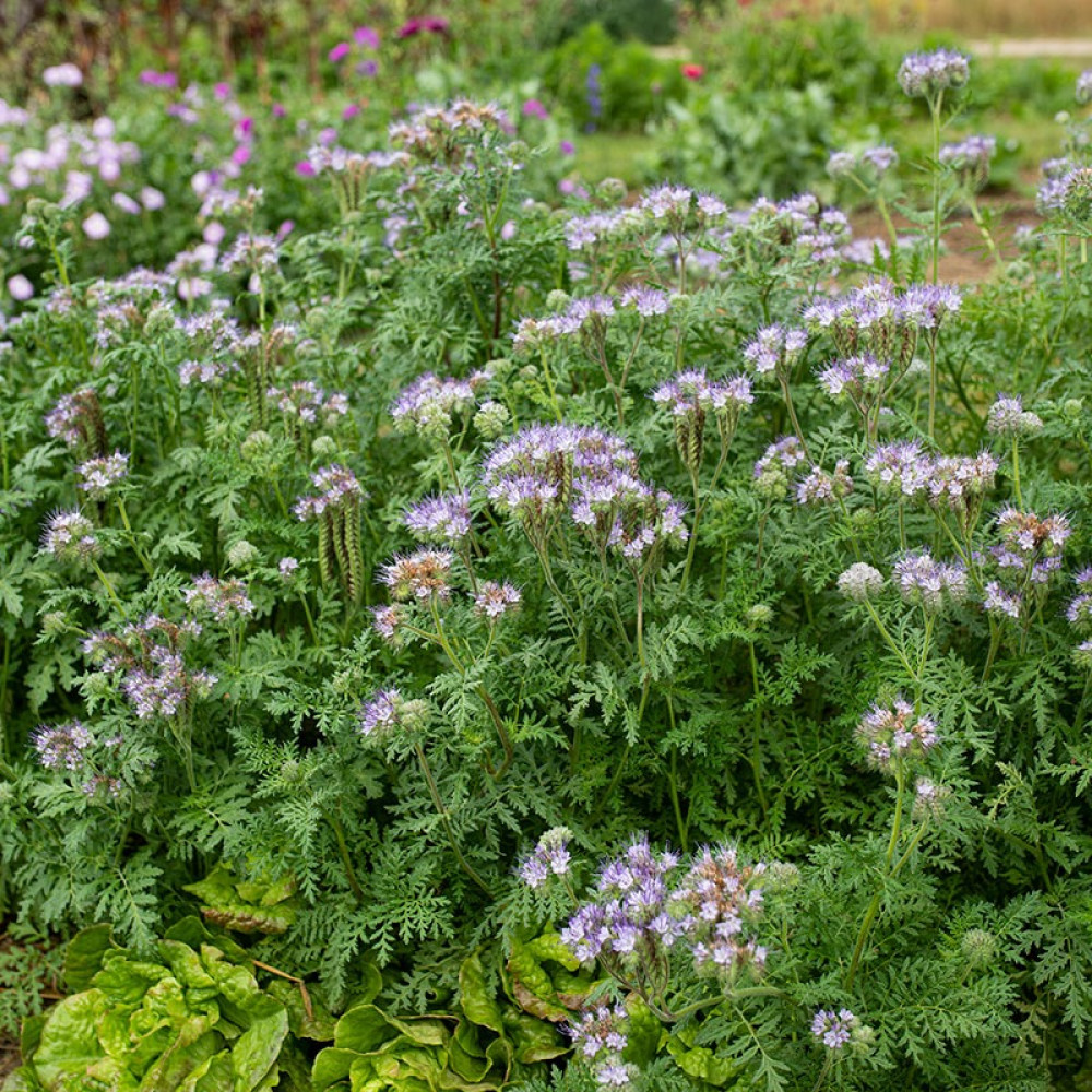 Azure Bluebirds' Forget-Me-Nots