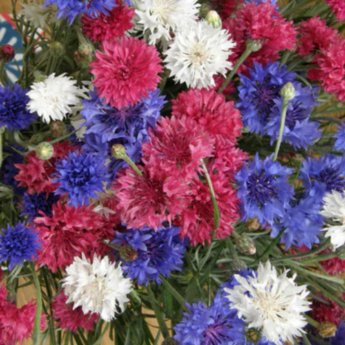 مكس قنطريون -  4th Of July Mix Cornflower