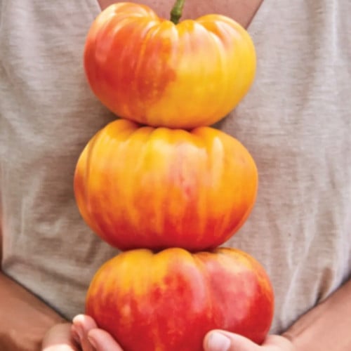 طماطم قوس المطر الكبير - Big Rainbow Tomato