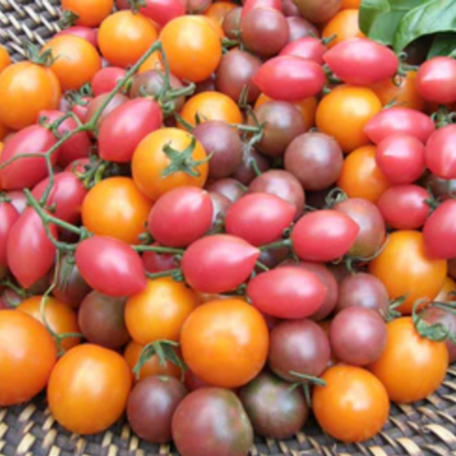 مكس طماطم كرزي الحلوى الحلوة - Sweet Treats Cherry Tomato