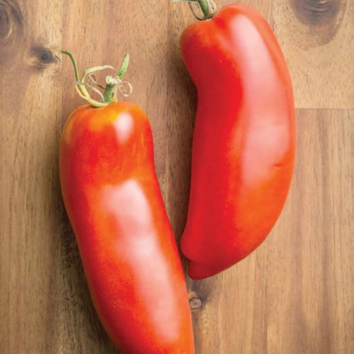 طماطم فيدرل - Federle Tomato