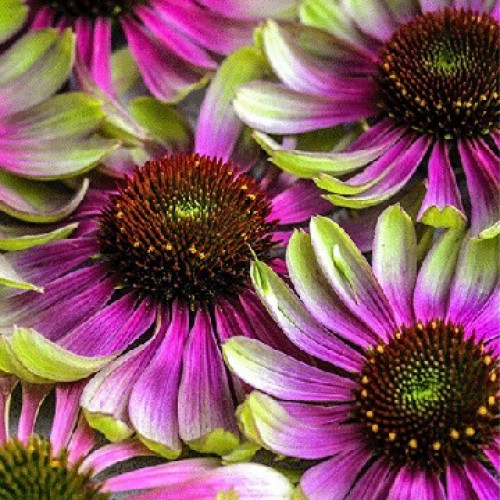 قنفذية الإعصار الأخضر - Green Twister Echinacea