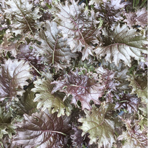 كيل المريخ - Mars Landing Kale