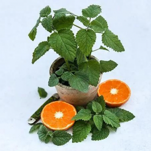 بلسم ليمون اليوسفي - Mandarina Lemon Balm