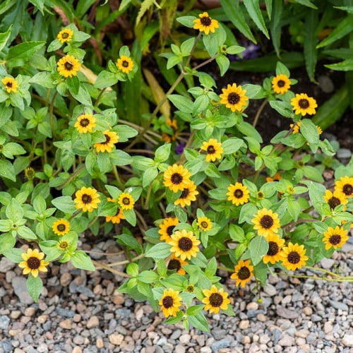 زينيا زاحفة برتقال الماندرين - Creeping Zinnia Mandarin Orange
