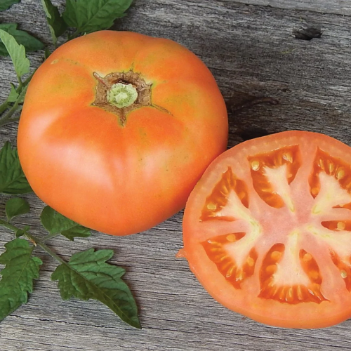 طماطم بيرون سبراي - Peron Sprayless Tomato