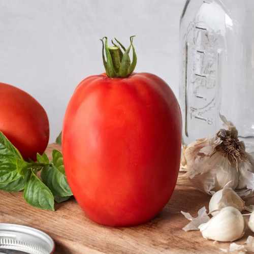 طماطم الصلصة الرائعة  - Super Sauce Tomato