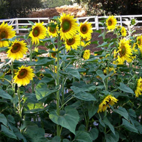 دوار شمس ماموث رمادي مقلم - Mammoth Greystripe Sunflowers