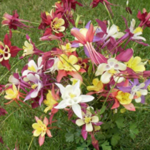 أنقولية السيدة - Mrs. Scott Elliot Columbines