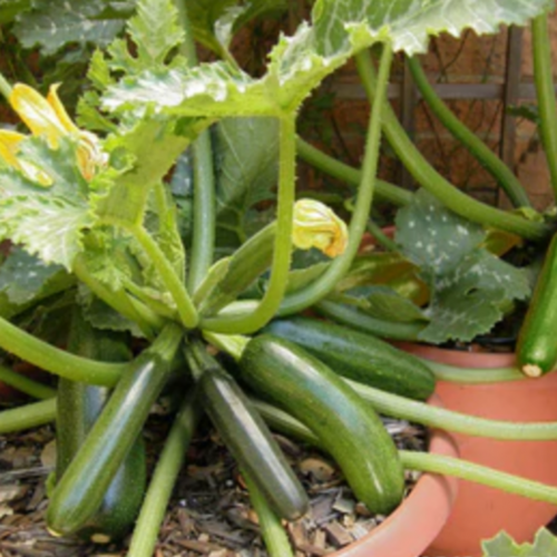 كوسه أستيا - Astia Zucchini