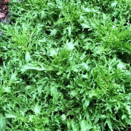 هندباء المجد المجعدة - Glory Frisée