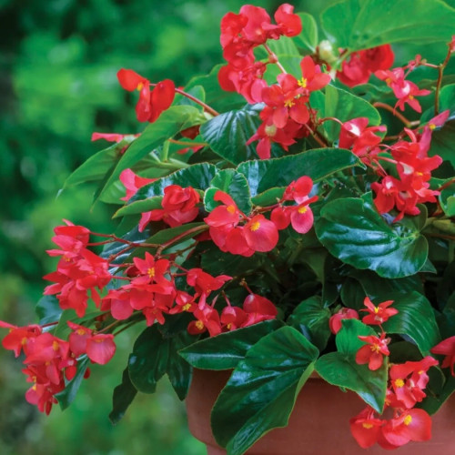بيجونيا جناح التنين الأحمر - Dragon Wing Red Begonia