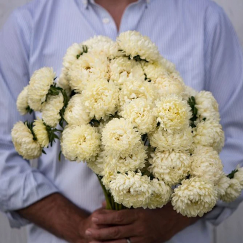 أستر أصفر - Yellow Aster