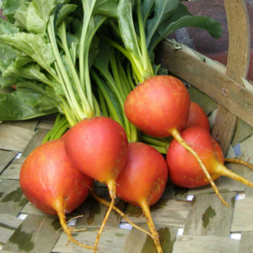 شمندر ذهبي - Golden Gourmet Beets