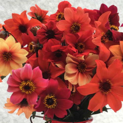 داليا النيران المشتعلة - Blazing Saddles Dahlias