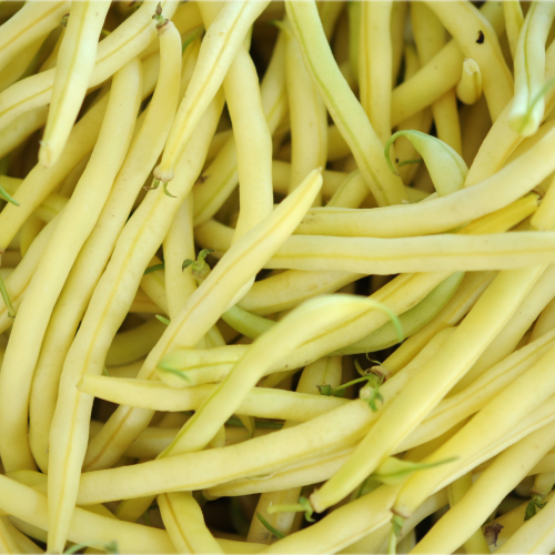 فاصوليا فرنسية صفراء متسلقة - French Gold Pole Filet Beans