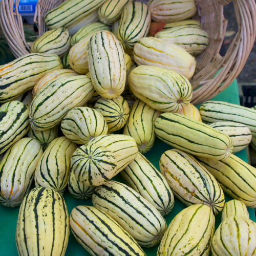 قرع دليكاتا - Sweet Winter Squash Delicata