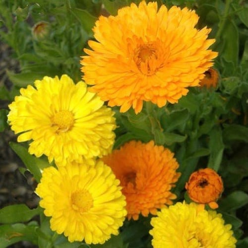 مكس أذريون البرتقال والليمون - Calendula Mix Orang...