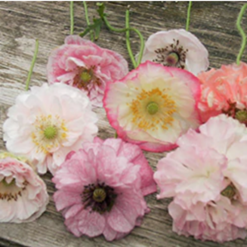 ديدحان - Angels’ Choir Poppies