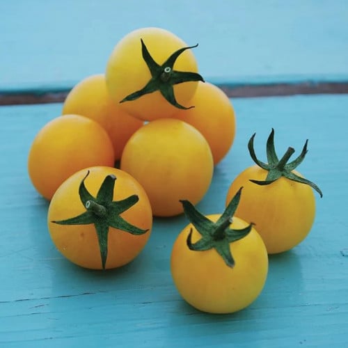 طماطم الكشمش الأصفر - Hartman's Yellow Gooseberry Tomato