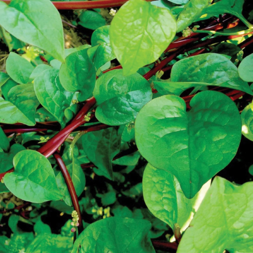 سبانخ مالابار حمراء متسلقة - Red Malabar Spinach