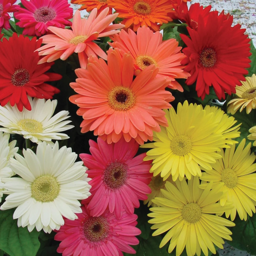 أقحوان جربيرا كاليفورنيا العملاقة - California Giant Gerbera Daisy