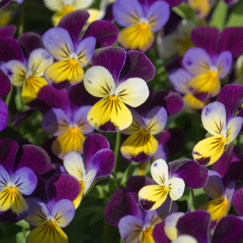 فايولا جوني الجدة - Grandma’s Johnny Jump Ups Viola