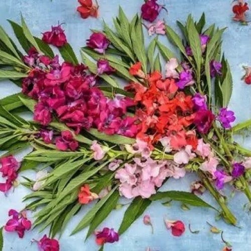 مكس بلسم كاميليا - Balsam Camelia Flowered Mix