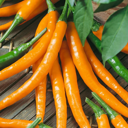 فلفل الكايين الحار البرتقالي - Orange Cayenne Pepper