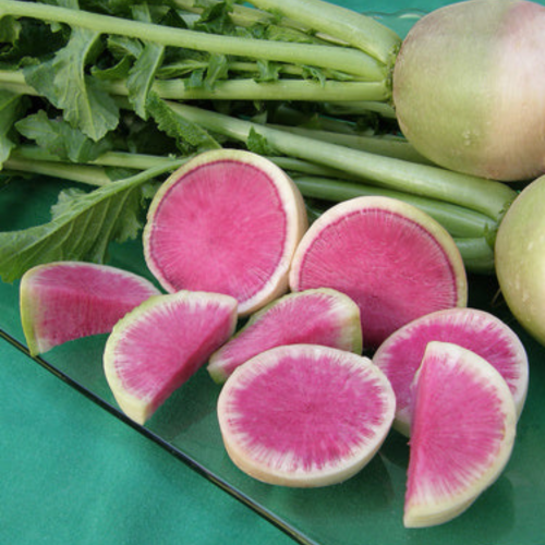 فجل البطيخ - Watermelon Radishes