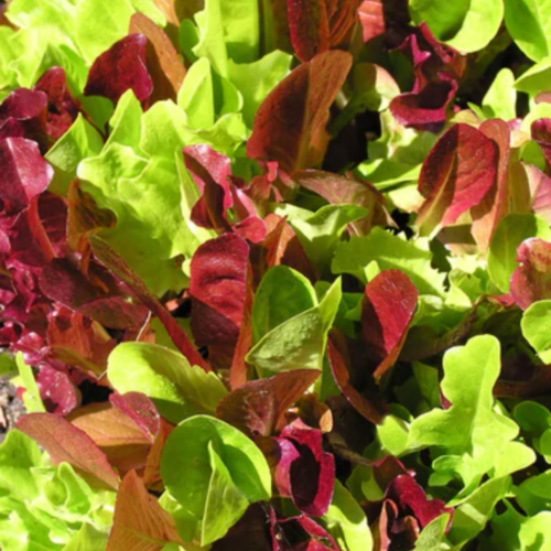 مكس خس أخضر وأحمر - Sweet Greens & Reds Lettuce Blend
