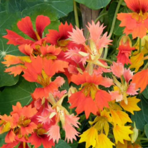 أبو خنجر فونيكس المتسلق - Climbing Phoenix Nasturtiums