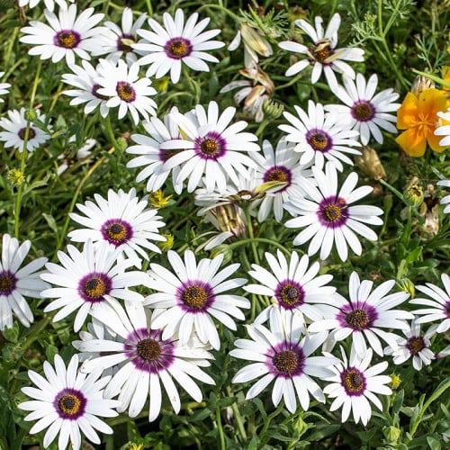 أقحوان أفريقي النجم القطبي - African Daisy Polar Star