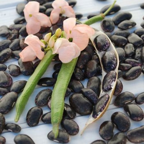 فاصوليا عداء الغروب - Sunset Runner Bean