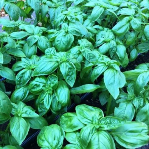ريحان البيستو الإيطالي - Italian Pesto Basil