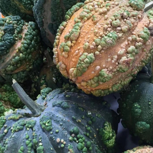 قرع فرنسي - Musquee De Maroc Squash