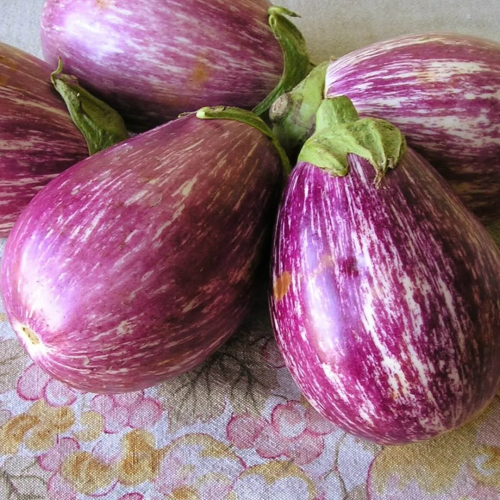 باذنجان إيطالي مخطط - Listda De Gandia Eggplant