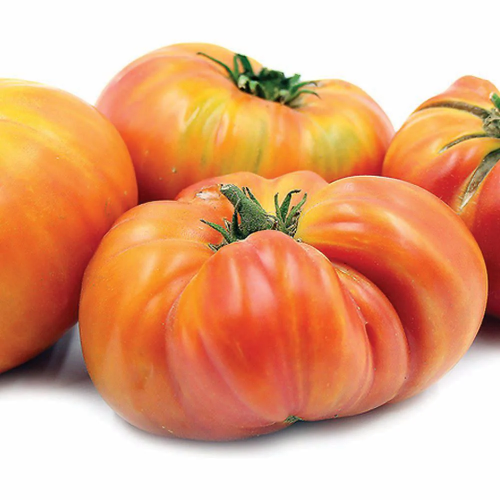 طماطم هيلبيلي - Hillbilly Tomato