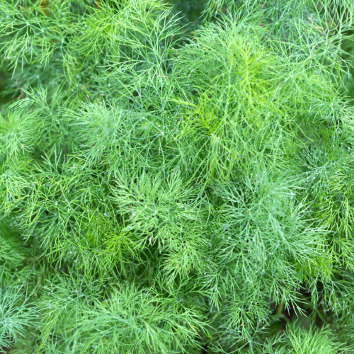 شبت ديانا - Leafy Diana Dill