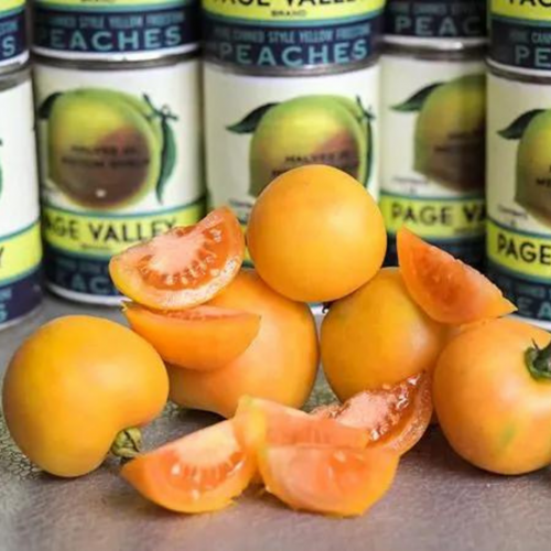 طماطم الخوخ البرتقالي - Orange Peach Tomato