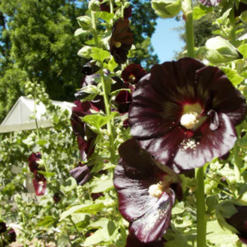 خطمية الحارس الأسود - Black Watchman Hollyhocks