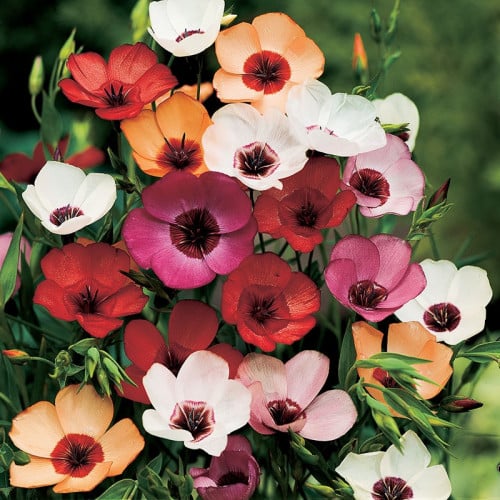 مكس كتان ساحر - Flax Charmer Mix