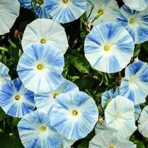 مجد الصباح الصحون الطائرة - Flying Saucers Morning Glory